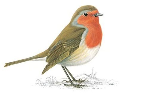  The Robin