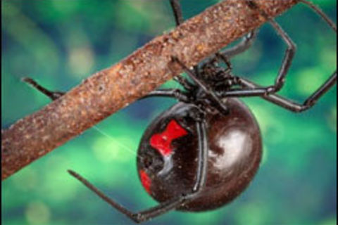 Black Widow