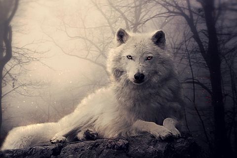 Big Bad Wolf
