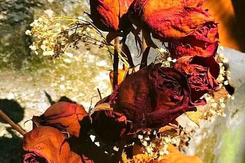 Dead Roses