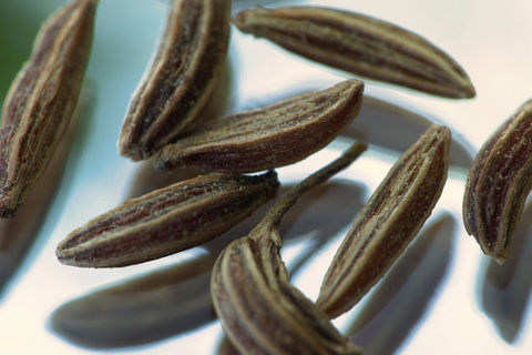 The Last Seeds