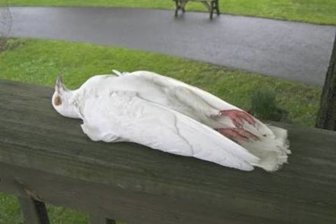 Dead dove 
