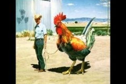 Has anybody seen my cock----written by the the magnificebt quill of Ivor Biggun 