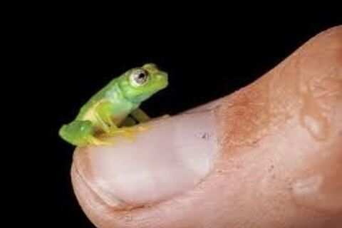 The Frogman Cometh