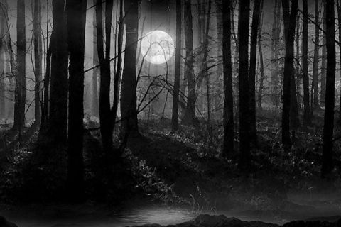 The Woods