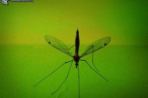 The Mosquito in the Meadow