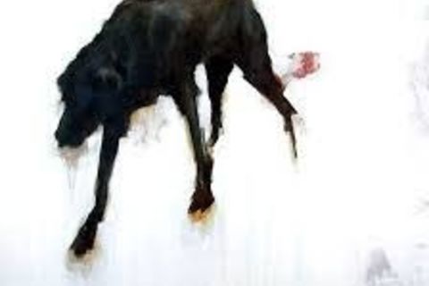 the black dog