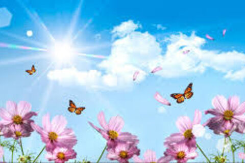 Battle Flower Field 
