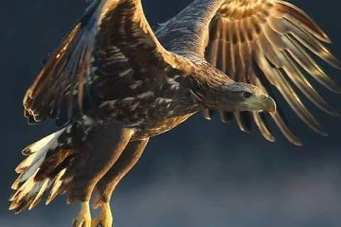 The strings of thoughts