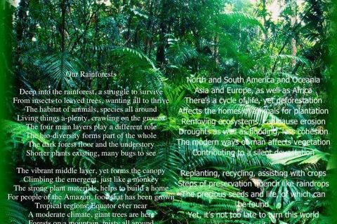 Our Rainforests