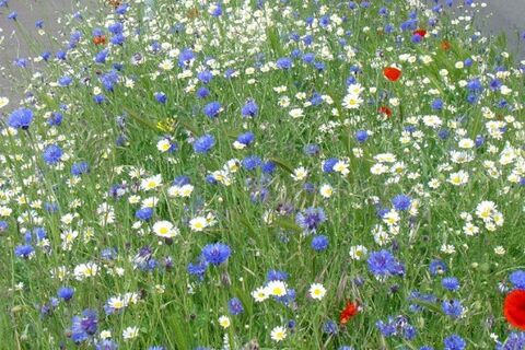 Proud Colours in the Grass