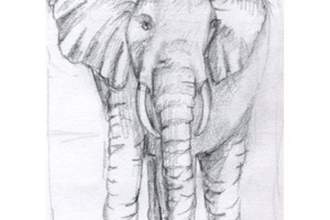 Elephants 