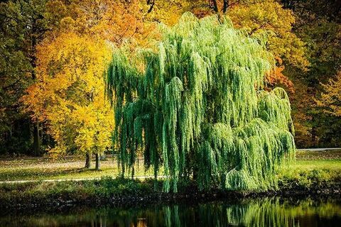 Under The Willow
