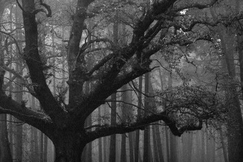 The Hanging Tree