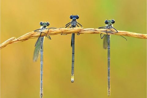 "Three Dragonflies"