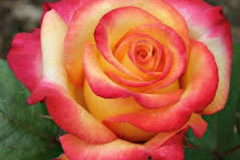 The Rarest Rose--For Rose Sho from Daddio
