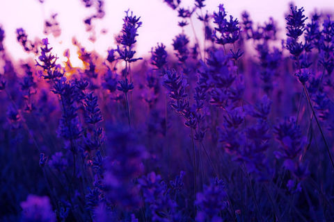 Lavender 