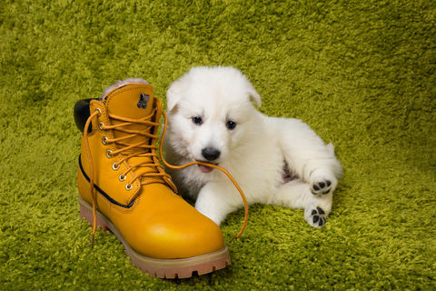 American Shepherd