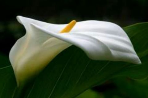 Ode to the Calla Lily 