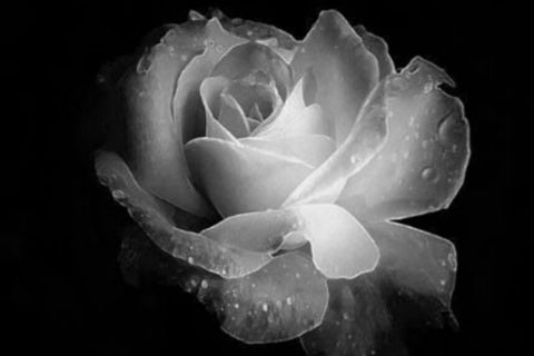 Still Roses