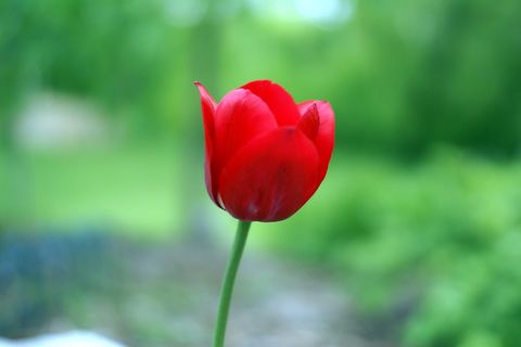 The tulip