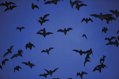 Bat, Bats, Batty