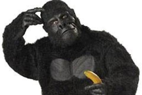 My mates a primate