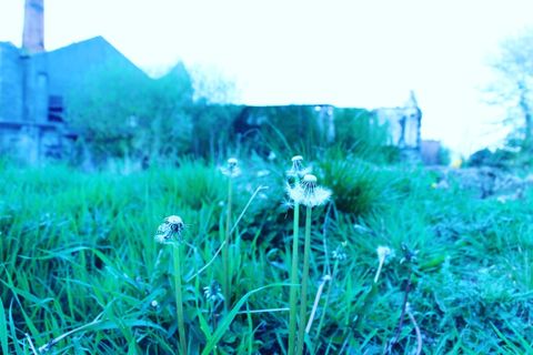 SURVIVAL
