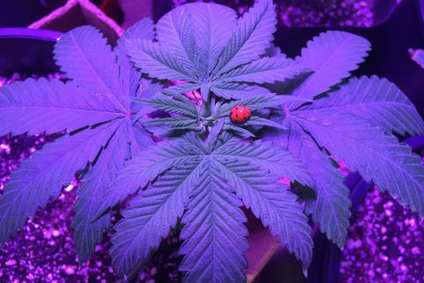 The Seed