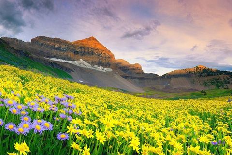 Natures song