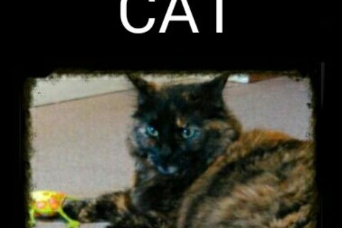 MY CAT