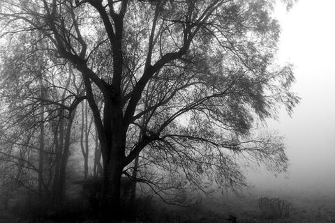 Old Willow Tree