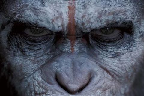 Planet of the apes 