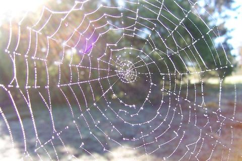 Little white webs 