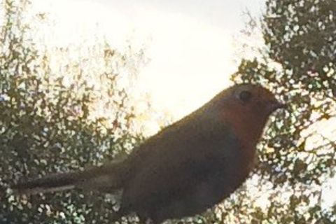 Little Robin