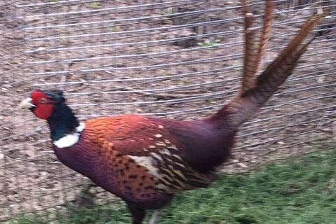 Pheasents book of 101 ways to die before you get shot 