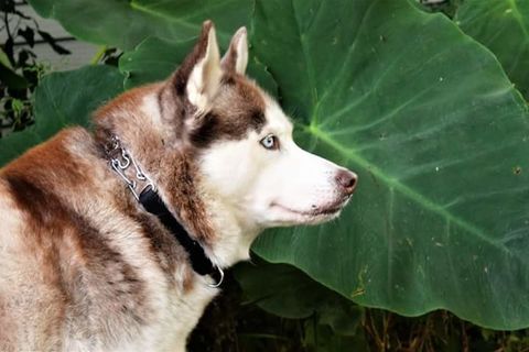 A real Wolf