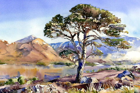 The Last Great Pine