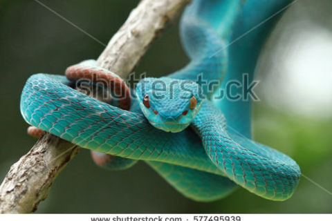 Your Love’s Obsessive