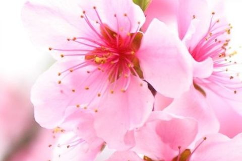 Blossoming