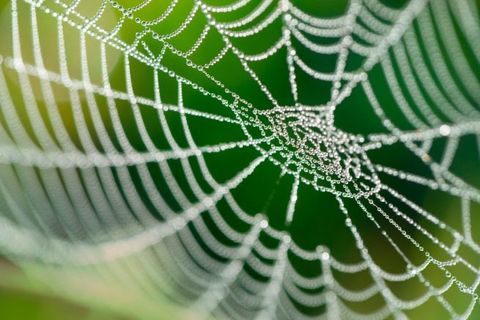 The Spider