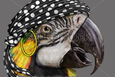 Captain Stolk's Bird