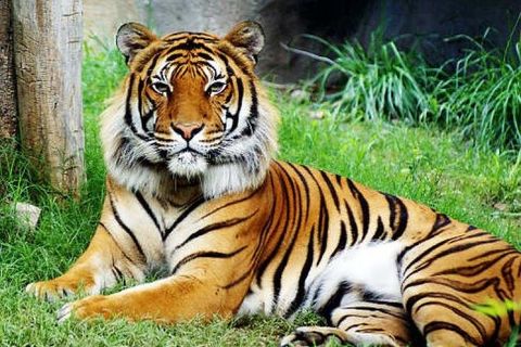 Tigress