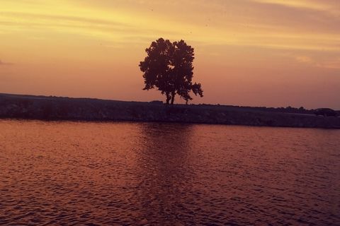 The tree