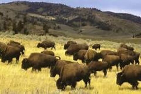 MY HOME WHERE THE BUFFALO ROAM