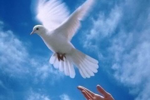 FREE 