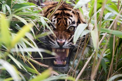 The Tigress Book