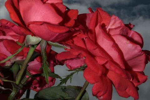 Roses
