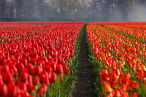 Where Roses Lie
