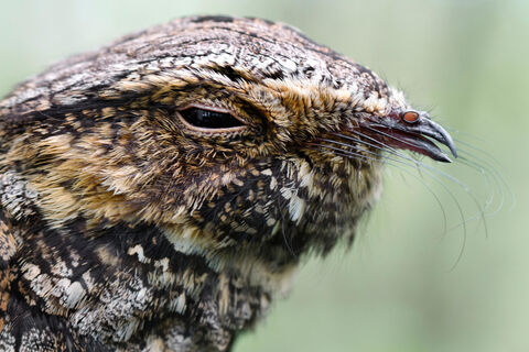 Whippoorwill’s Egression